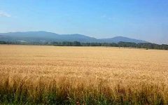 Péter-Pál napjára…