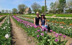 Egy tulipánfarmnyi Hollandia a Garam mentén